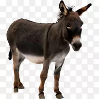 ¿�Ӷ���-¿��-������