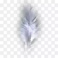 埃科德奇观,羽毛,舞蹈-蓝色羽毛-空若网 埃科德奇观,羽毛,舞蹈-蓝色羽毛-空若网