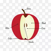苹果派图水果解剖种子水果解剖-空若网 苹果派图水果解剖种子水果解剖-空若网