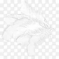 白色羽毛画黑色图案.白色羽毛-空若网 白色羽毛画黑色图案.白色羽毛-空若网