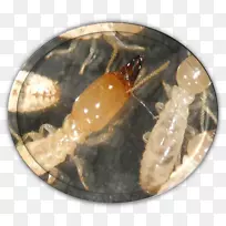 昆虫白蚁熏蒸害虫防治-空若网 昆虫白蚁熏蒸害虫防治-空若网