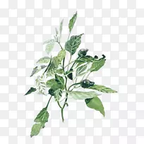 Ë®²Ê»²åͼ.ÊÖ»æÖ²Îï-¿ÕÈôÍø Ë®²Ê»²åͼ.ÊÖ»æÖ²Îï-¿ÕÈôÍø