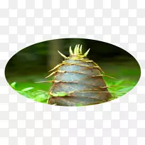 昆虫-竹笋。-空若网 昆虫-竹笋。-空若网