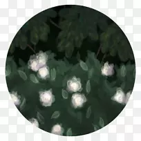 树香草荚-空若网 树香草荚-空若网