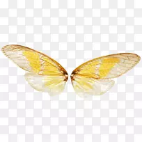 透明半透明蝴蝶昆虫-小仙女-空若网 透明半透明蝴蝶昆虫-小仙女-空若网