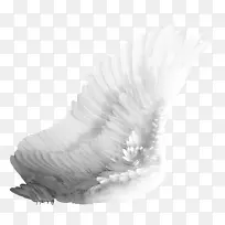 鸟翼-空若网 鸟翼-空若网