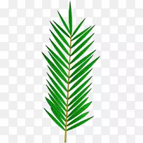 ���ƿƲ�ϵֲ�ﾥ��Ҷ��֦Ҷ-������