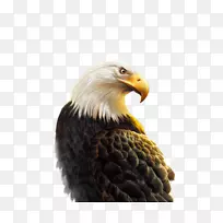 Android鹰-纹理鹰-空若网 Android鹰-纹理鹰-空若网