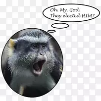 猕猴的鼻子-天啊-空若网 猕猴的鼻子-天啊-空若网