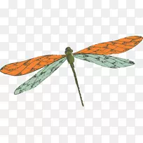 蝴蝶昆虫蜻蜓黄蜻蜓-空若网 蝴蝶昆虫蜻蜓黄蜻蜓-空若网