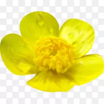 黄花橙色剪贴画-空若网 黄花橙色剪贴画-空若网