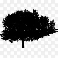 太平洋能源有限公司-灌木丛剪影-空若网 太平洋能源有限公司-灌木丛剪影-空若网