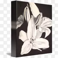 画白色/米/02csf开花植物-空若网 画白色/米/02csf开花植物-空若网