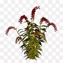 花盆植物茎开花植物树-花-空若网 花盆植物茎开花植物树-花-空若网