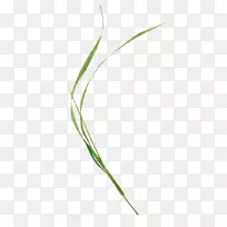 甜草植物茎叶系草-叶-空若网 甜草植物茎叶系草-叶-空若网