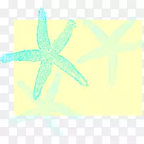 海星桌面壁纸棘皮动物图案-海星-空若网 海星桌面壁纸棘皮动物图案-海星-空若网