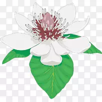 开花植物玉兰心皮夹艺术-花-空若网 开花植物玉兰心皮夹艺术-花-空若网