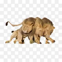 大猫陆生动物毛皮野生动物-海滩上的人们-空若网 大猫陆生动物毛皮野生动物-海滩上的人们-空若网