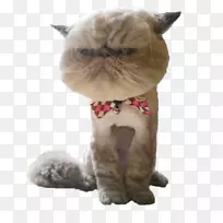 胡须猫,家用短毛猫鼻子-小猫-空若网 胡须猫,家用短毛猫鼻子-小猫-空若网