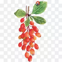 越橘樱桃葡萄-空若网 越橘樱桃葡萄-空若网