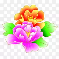 牡丹黄红牡丹-空若网 牡丹黄红牡丹-空若网