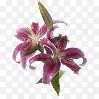 �ٺϼ����ٺϻ�-������