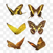 ������������-�����ղ�-������