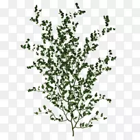 树枝修剪艺术-常春藤葫芦-空若网 树枝修剪艺术-常春藤葫芦-空若网