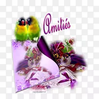 知更鸟-空若网 知更鸟-空若网