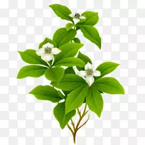 ֲ���ͼˮ�ʻ�ƽ�����������ͼֲ��-������