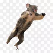 袋鼠毛陆生动物鼻子考拉熊-空若网 袋鼠毛陆生动物鼻子考拉熊-空若网