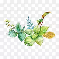 水彩画下载-薄荷叶水彩图片材料-空若网 水彩画下载-薄荷叶水彩图片材料-空若网