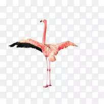 萤火虫科火烈鸟剪贴画-火烈鸟翅膀-空若网 萤火虫科火烈鸟剪贴画-火烈鸟翅膀-空若网