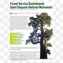 树室内植物-树-空若网 树室内植物-树-空若网