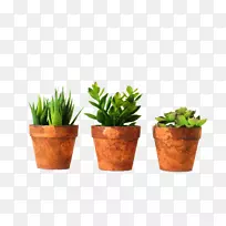 盆景仙人掌科植物-空若网 盆景仙人掌科植物-空若网