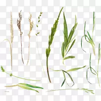 草本植物草本植物茎鲜草-空若网 草本植物草本植物茎鲜草-空若网