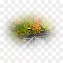 台式机壁纸电脑树壁纸.水-空若网 台式机壁纸电脑树壁纸.水-空若网