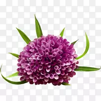 剪贴画-紫色大丽花-空若网 剪贴画-紫色大丽花-空若网