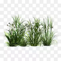 灌木树植物剪贴画树-空若网 灌木树植物剪贴画树-空若网