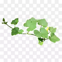黄瓜叶画花-黄瓜叶和花-空若网 黄瓜叶画花-黄瓜叶和花-空若网