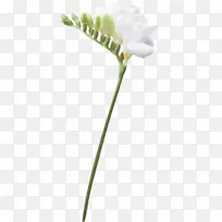 开花植物切花芽植物茎花瓣植物-空若网 开花植物切花芽植物茎花瓣植物-空若网