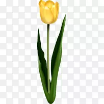 郁金香切花剪贴画-郁金香-空若网 郁金香切花剪贴画-郁金香-空若网