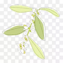 开花植物茎果树花-空若网 开花植物茎果树花-空若网