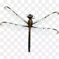 �������������-����-������