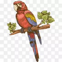 鹦鹉剪贴画-鹦鹉-空若网 鹦鹉剪贴画-鹦鹉-空若网