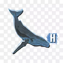 海豚野生动物-座头鲸-空若网 海豚野生动物-座头鲸-空若网