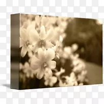 桌面壁纸丁香黑电脑植物园-空若网 桌面壁纸丁香黑电脑植物园-空若网