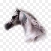 阿拉伯马野马纯种博客-野马-空若网 阿拉伯马野马纯种博客-野马-空若网