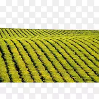 绿茶4k分辨率超高清晰度电视-绿茶场免费材料-空若网 绿茶4k分辨率超高清晰度电视-绿茶场免费材料-空若网