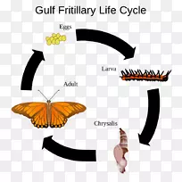 蝴蝶昆虫家蚕生物生命周期海湾贝母-蝴蝶-空若网 蝴蝶昆虫家蚕生物生命周期海湾贝母-蝴蝶-空若网